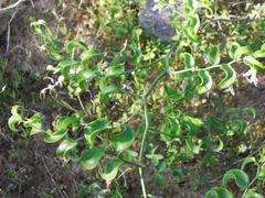 Asparagus multituberosus