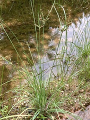 Fimbristylis tomentosa