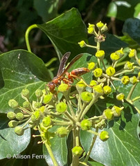 Polistes