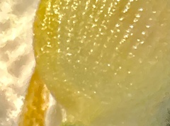 Fimbristylis tomentosa