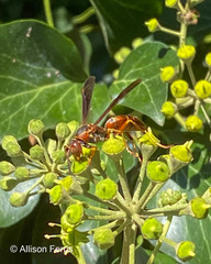 Polistes