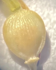 Fimbristylis tomentosa