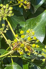 Vespula maculifrons