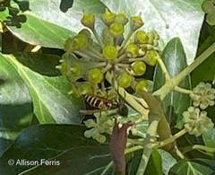 Vespula maculifrons