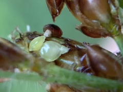 Fimbristylis tomentosa
