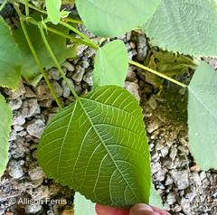 Broussonetia papyrifera