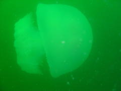 Eupilema inexpectata