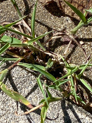 Digitaria