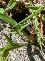 Digitaria