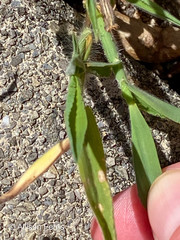 Digitaria