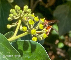 Polistes