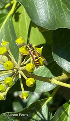 Vespula maculifrons