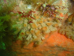 Isozoanthus capensis