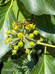 Vespula maculifrons