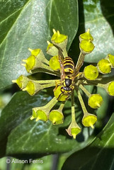 Vespula maculifrons