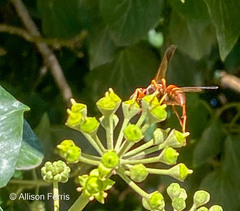 Polistes