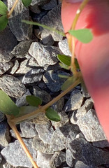 Euphorbia