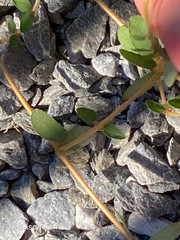 Euphorbia
