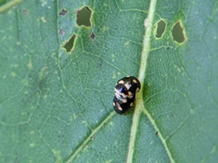 Brachiacantha decempustulata