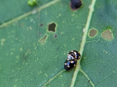 Brachiacantha decempustulata