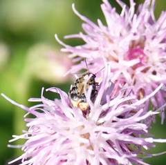 Megabruchidius dorsalis