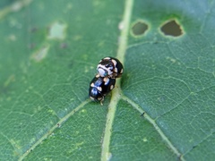 Brachiacantha decempustulata