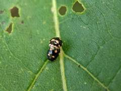 Brachiacantha decempustulata