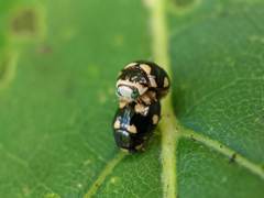 Brachiacantha decempustulata