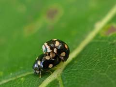 Brachiacantha decempustulata