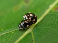 Brachiacantha decempustulata