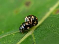 Brachiacantha decempustulata