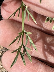 Cymopterus sessiliflorus
