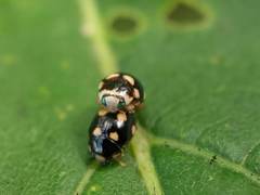 Brachiacantha decempustulata