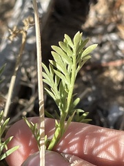 Cymopterus sessiliflorus