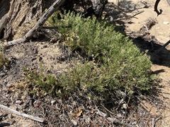Cymopterus sessiliflorus
