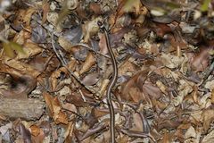 Light-Banded Dwarf Snake photo 2