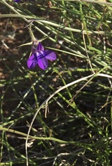 Lobelia linearis