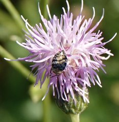 Megabruchidius dorsalis