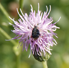 Megabruchidius dorsalis