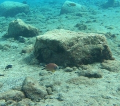 Chromis limbata