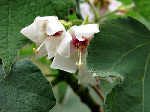 Dombeya image