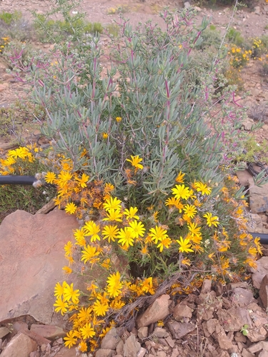 Image of Gorteria integrifolia by no rights reserved