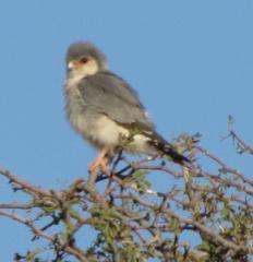 Polihierax semitorquatus