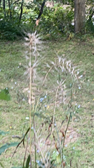 Elymus hystrix