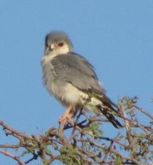 Polihierax semitorquatus