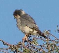 Polihierax semitorquatus