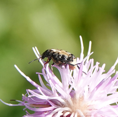 Megabruchidius dorsalis