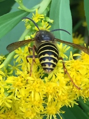 Dolichovespula media