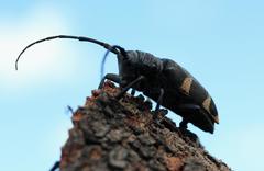 Pycnopsis brachyptera brachyptera