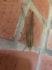 Neoconocephalus triops